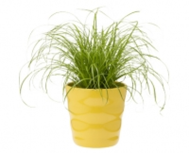 GARDENLINE® Exotisches Pflanzensortiment