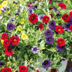 Ampelpflanzen Trixi 4.99 €