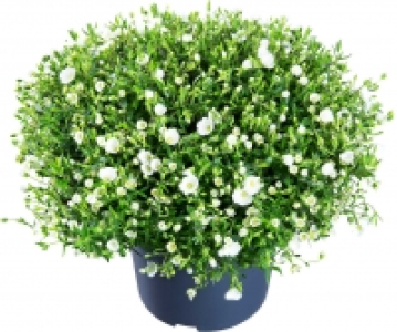 Stauden Mix 4.99 €