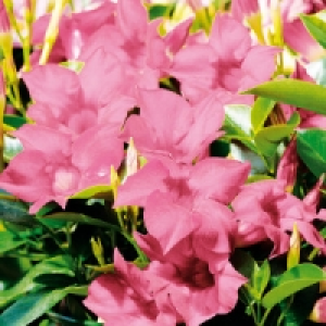 Dipladenia 6.99 €
