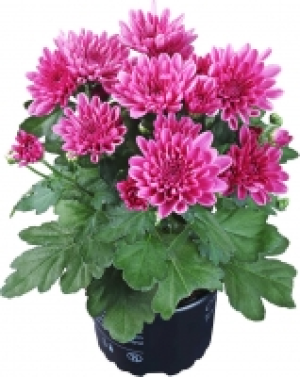 Chrysanthemen 1 Trieber 0.97 €