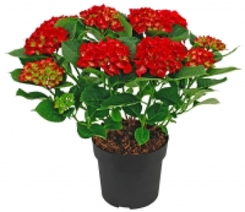 Hortensien Busch 7.84 €