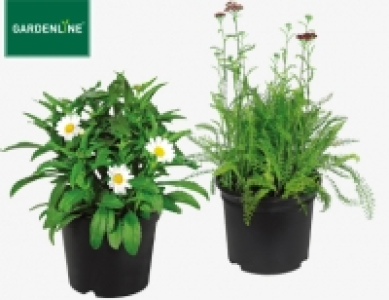 Gardenline Solit&auml;rstaude