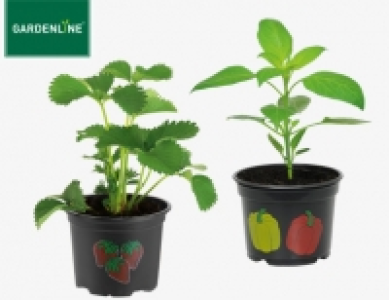 Gardenline Gem&uuml;sepflanze