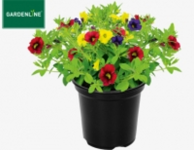 Gardenline Mini-Petunie