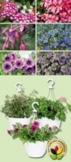 Ampelpflanzen 3.99&nbsp;&euro;