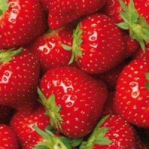 Erdbeerpflanze 0.67 €