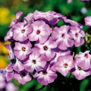 Flammenblume 4.89&nbsp;&euro;