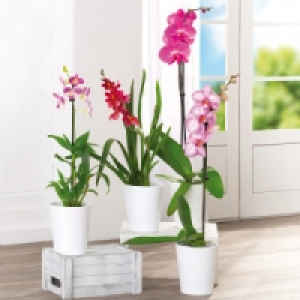 Orchideen-Mix 5.87 €