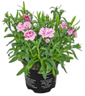 Nelken 1.46 €