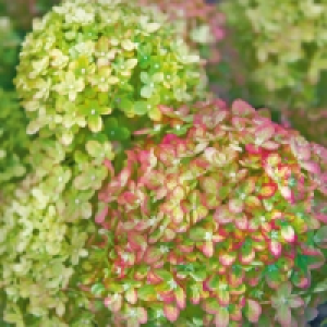 Rispen Hortensie 6.85 €