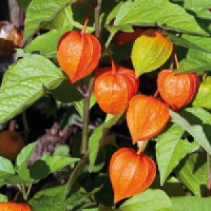 Lampionblume 3.91&nbsp;&euro;