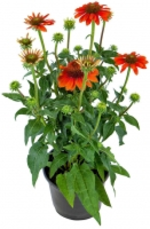 Sonnenhut 5.88 €