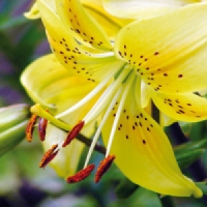 Asiatische Lilie 2.45&nbsp;&euro;