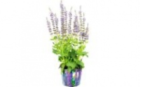 Lavendel 2.99 €