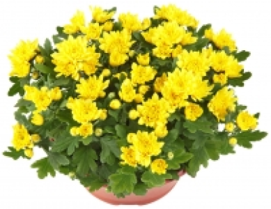 Chrysanthemen Schale 3.42&nbsp;&euro;