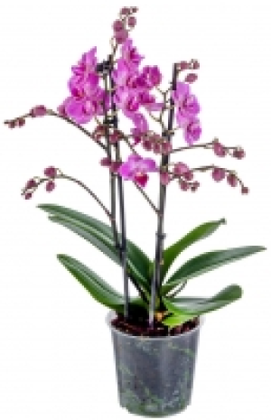 Kaufland  Multiflora 2 Trieber