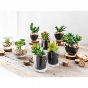 Deko-Sukkulenten 2.42 €