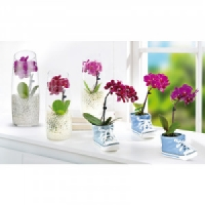 Mini-Phalaenopsis 4.99 €