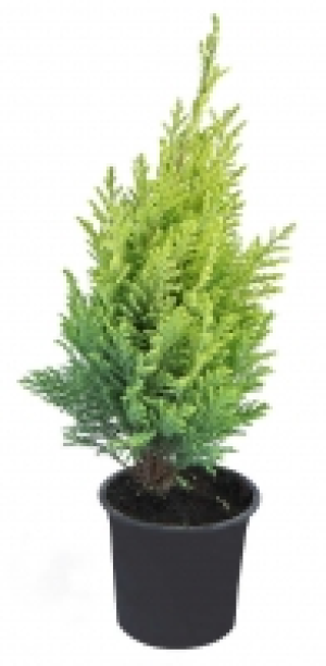Herbstpflanzen Mix 1.27 €