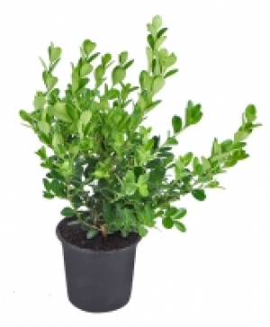 Herbstpflanzen Mix 0.78 €