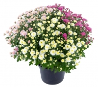 Kaufland  Chrysanthemen Busch XL