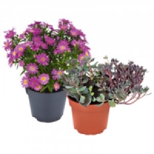 Herbstzauber Mix 1.46&nbsp;&euro;
