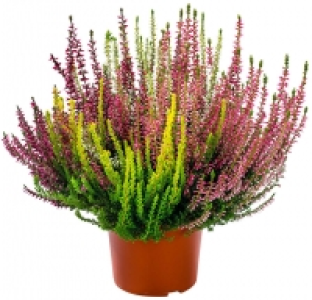 Calluna 2.93 €