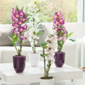 Dendrobium nobile 6.85 €
