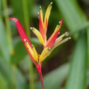 Norma  Heliconia Hawaii