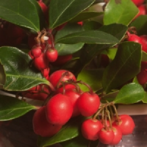 Scheinbeere Gaultheria 1.95 €