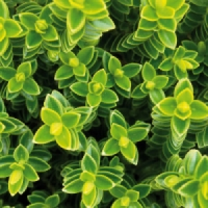 Stacheldrahtpflanze / Hebe Mix 1.46 €