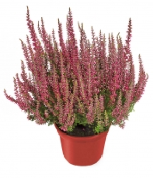 Calluna 0.78 €