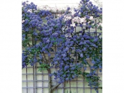 Lidl  Immergrüne Säckelblume Ceanothus Trewithen Blue im 2-Liter Container