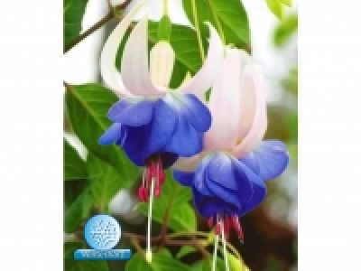 Lidl  Winterharte Fuchsien Blue Sarah, 3 Pflanzen Fuchsia