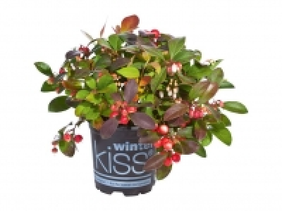 Lidl  Scheinbeere (Gaultheria)