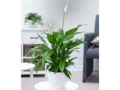 Lidl  Spathiphyllum im 60 cm hoch,1 Pflanze