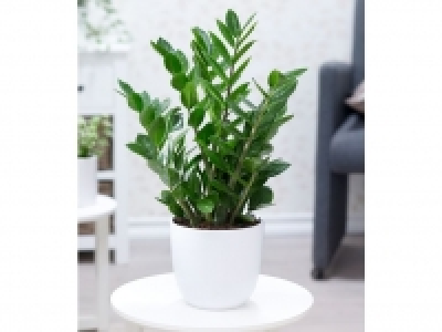 Lidl  Zamioculcas,1 Pflanze