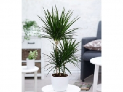 Lidl  Dracena Marginata 100 cm hoch,1 Pflanze