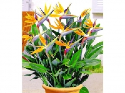 Lidl  Paradiesvogel-Blume Strelitzie,1 Pflanze Strelitzia reginae