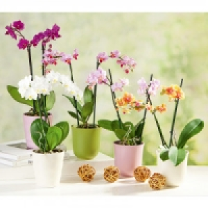 Schmetterlingsorchidee Multiflora 9.69 €