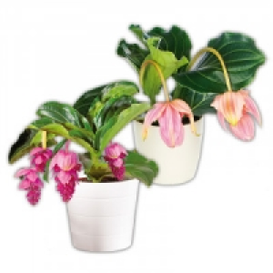 Medinilla magnifica 9.80 €