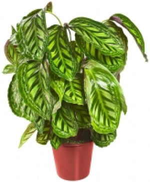 Zimmerpflanzen 5.88 €