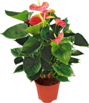 Zimmerpflanzen 7.84 €