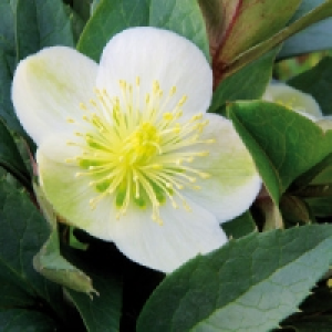 Christrose Helleborus 3.42&nbsp;&euro;