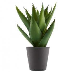 Kunstpflanze STEINAR (30x23, Aloe Vera) 10.00 €