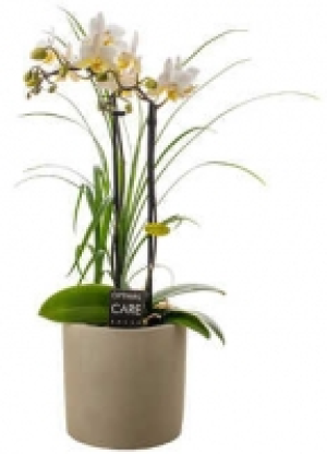 Orchideenvielfalt 9.80 €