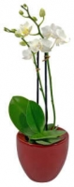 Orchideenvielfalt 5.88 €