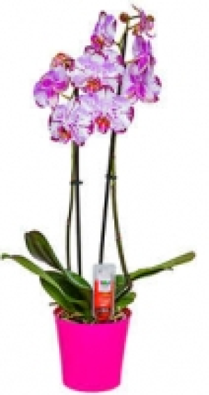 Orchideenvielfalt 7.84 €