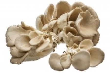 Austernpilze 7.99 €